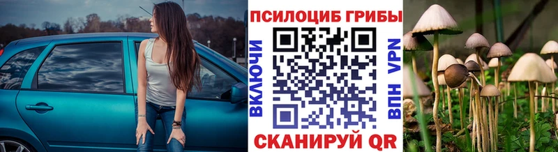 Купить где  Камбарка  Псилоцибиновые грибы MAGIC MUSHROOMS 